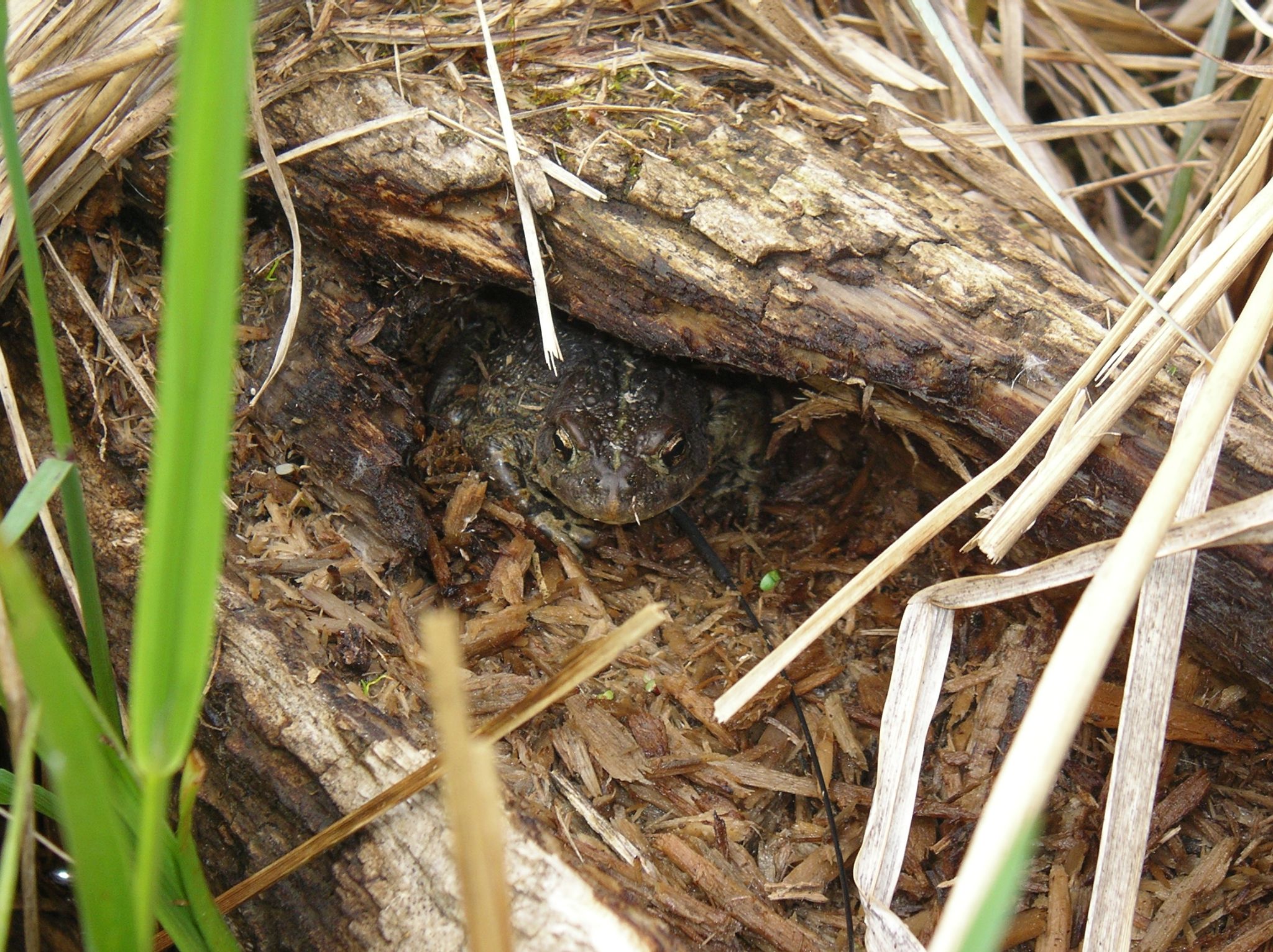 14   Park   male 2004 06 22